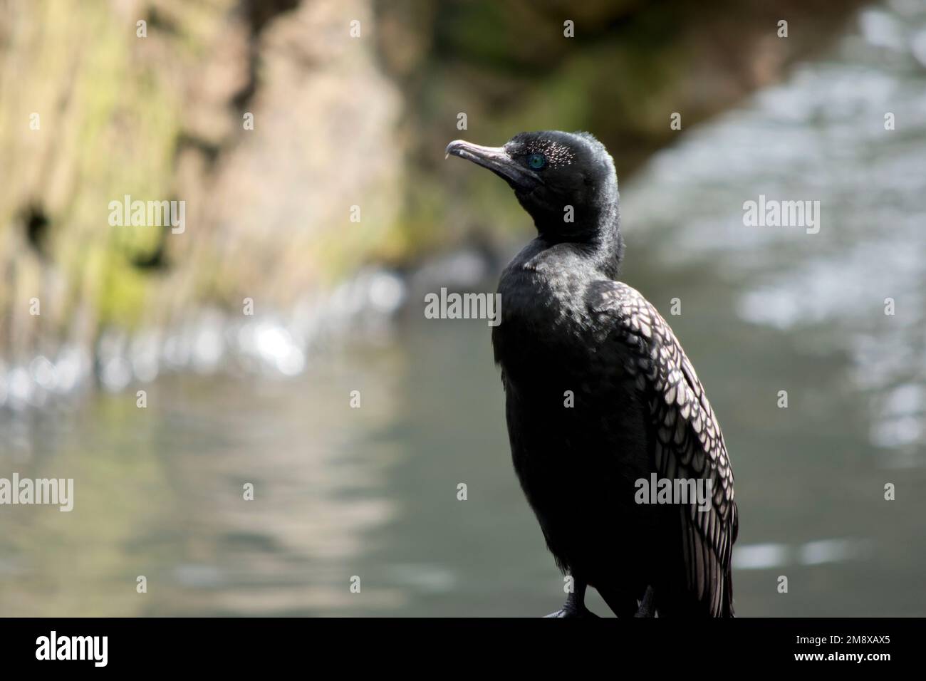 le petit cormoran noir est perché sur le bord de la jetée Banque D'Images