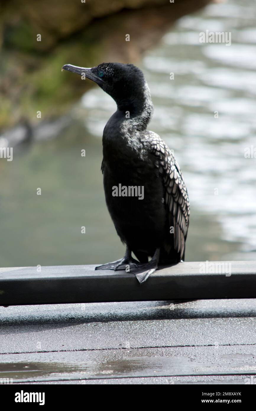 le petit cormoran noir est perché sur le bord de la jetée Banque D'Images