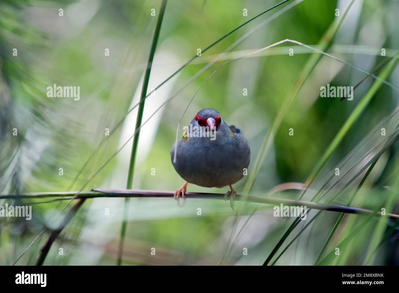 le finch brun rouge est perché sur un bout d'herbe Banque D'Images