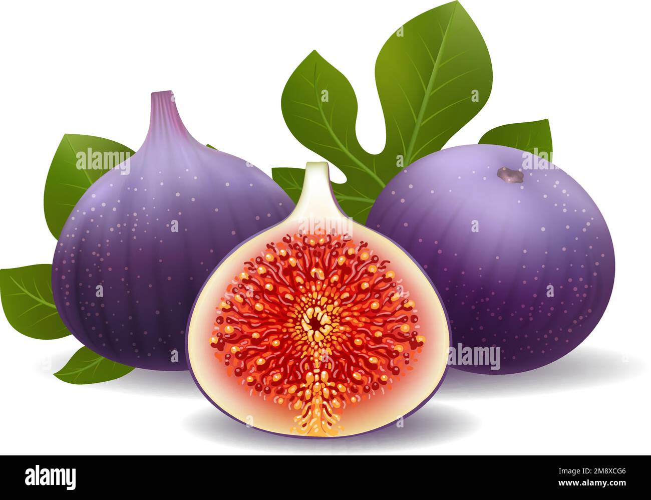 Figues violettes réalistes Illustration de Vecteur