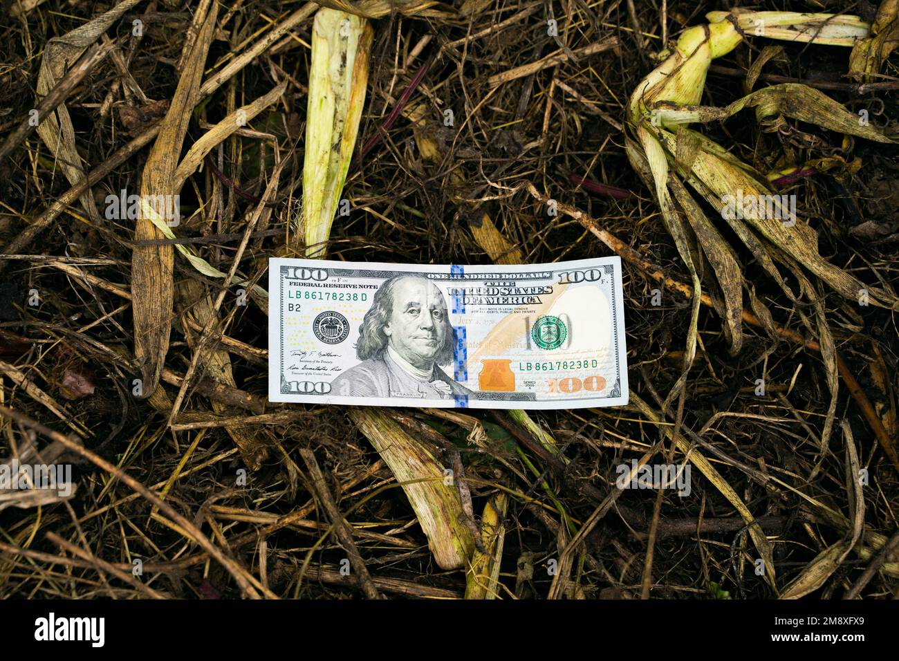 Un gros plan d'une facture de cent dollars repose sur les déchets agricoles. Argent sur le tas de compost. Herbe sèche après la récolte Banque D'Images