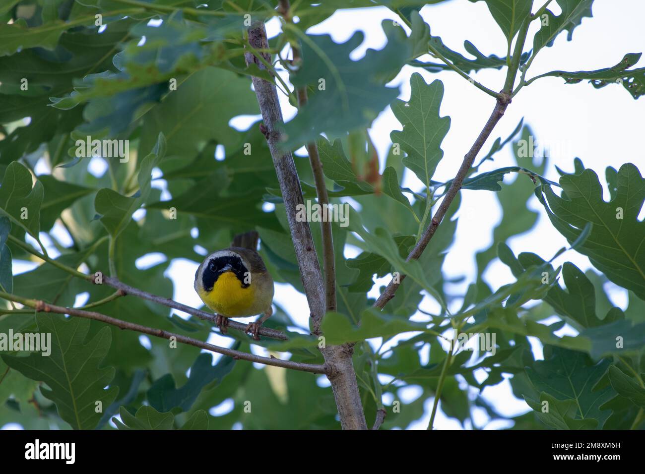 Gorge jaune commune (Geothlyphes trichas) Peeking à travers l'arbre à Manorville, comté de Suffolk, New York Banque D'Images
