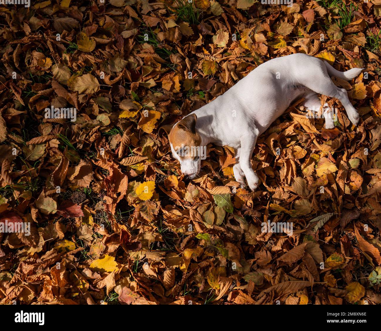 Jack Russell terrier se trouve dans les feuilles mortes lors d'une promenade dans le parc d'automne. Vue de dessus. Banque D'Images Jack Russell terrier se trouve dans les feuilles mortes lors d'une promenade dans le parc d'automne. Vue de dessus. Banque D'Images