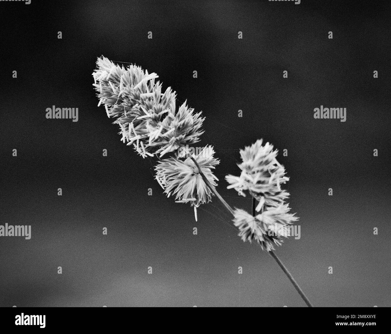 Gros plan de la tête de semence d'herbe en noir et blanc Banque D'Images