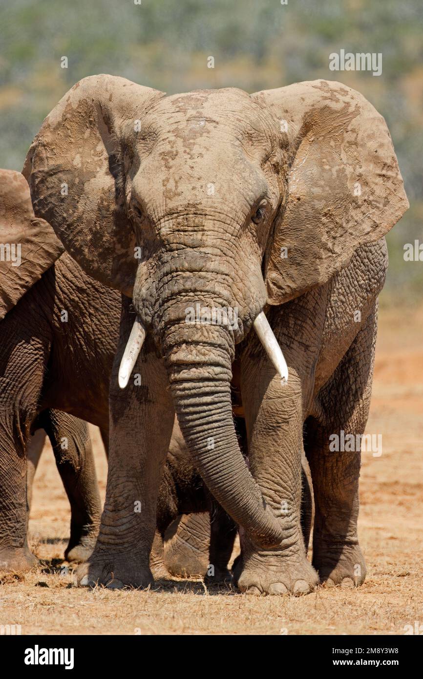 Un grand éléphant d'Afrique (Loxodonta africana) en habitat naturel, Parc national de l'éléphant d'Addo, Afrique du Sud Banque D'Images
