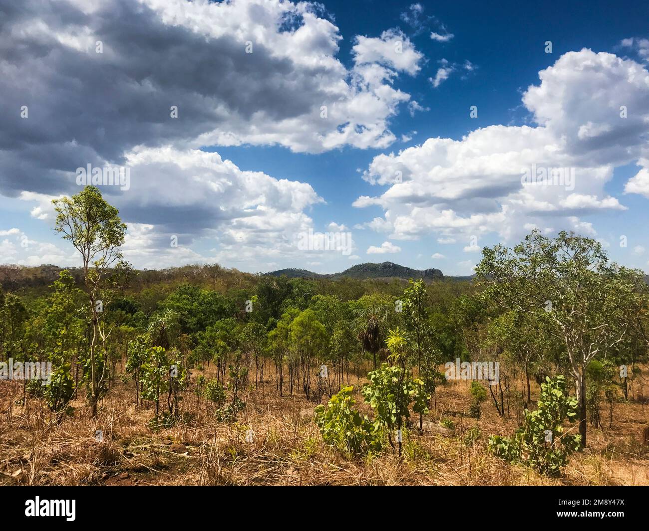 Forêt de svannhah léger, Yurmikmik, parc national de Kakadu, territoire du Nord, Australie Banque D'Images