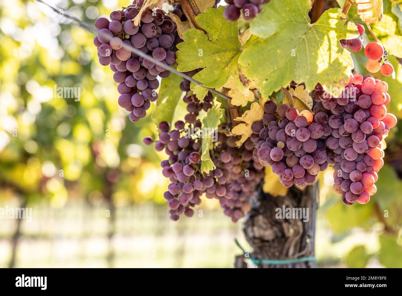 Des petits pains violets de raisins de la variété Red Traminer dans un vignoble mûrissant avant la récolte. Banque D'Images