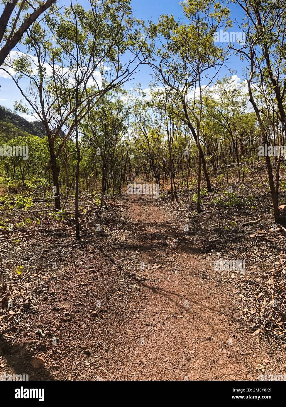 Le sentier menant aux chutes de Motorcar mène vers une vallée légèrement boisée, parc national de Kakadu, territoire du Nord, Australie Banque D'Images