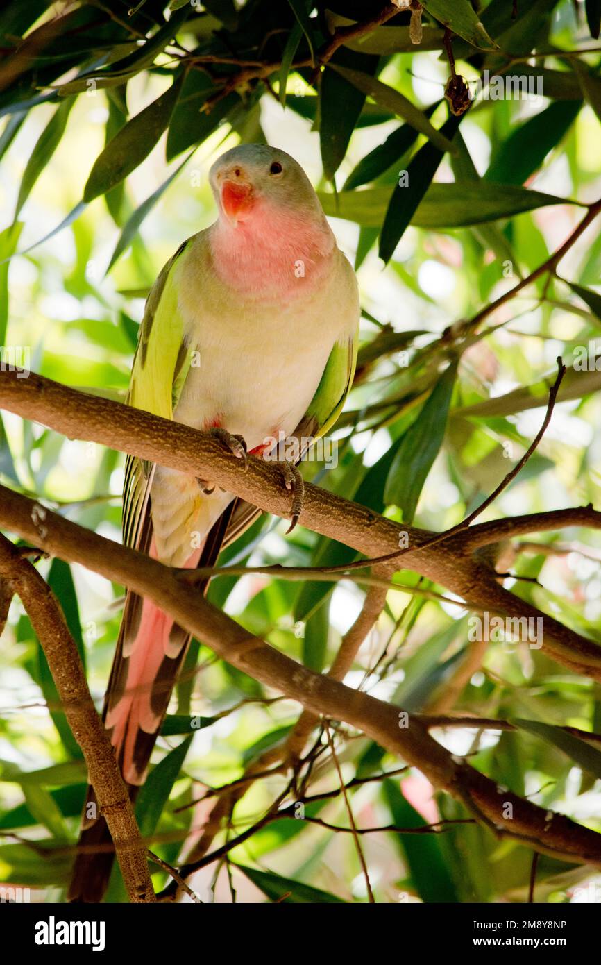 le perroquet de princesse a un plumage qui est principalement vert avec une gorge rose, une couronne bleuâtre, et des épaules vertes brillantes. Le bosse est bleu et la queue est Banque D'Images