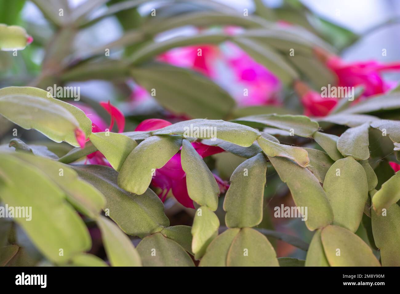 La beauté des feuilles de cactus de Noël dans un arrière-plan de fleur rouge Banque D'Images