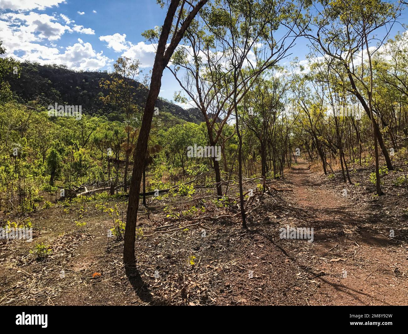 Le sentier menant aux chutes de Motorcar mène vers une vallée légèrement boisée, parc national de Kakadu, territoire du Nord, Australie Banque D'Images
