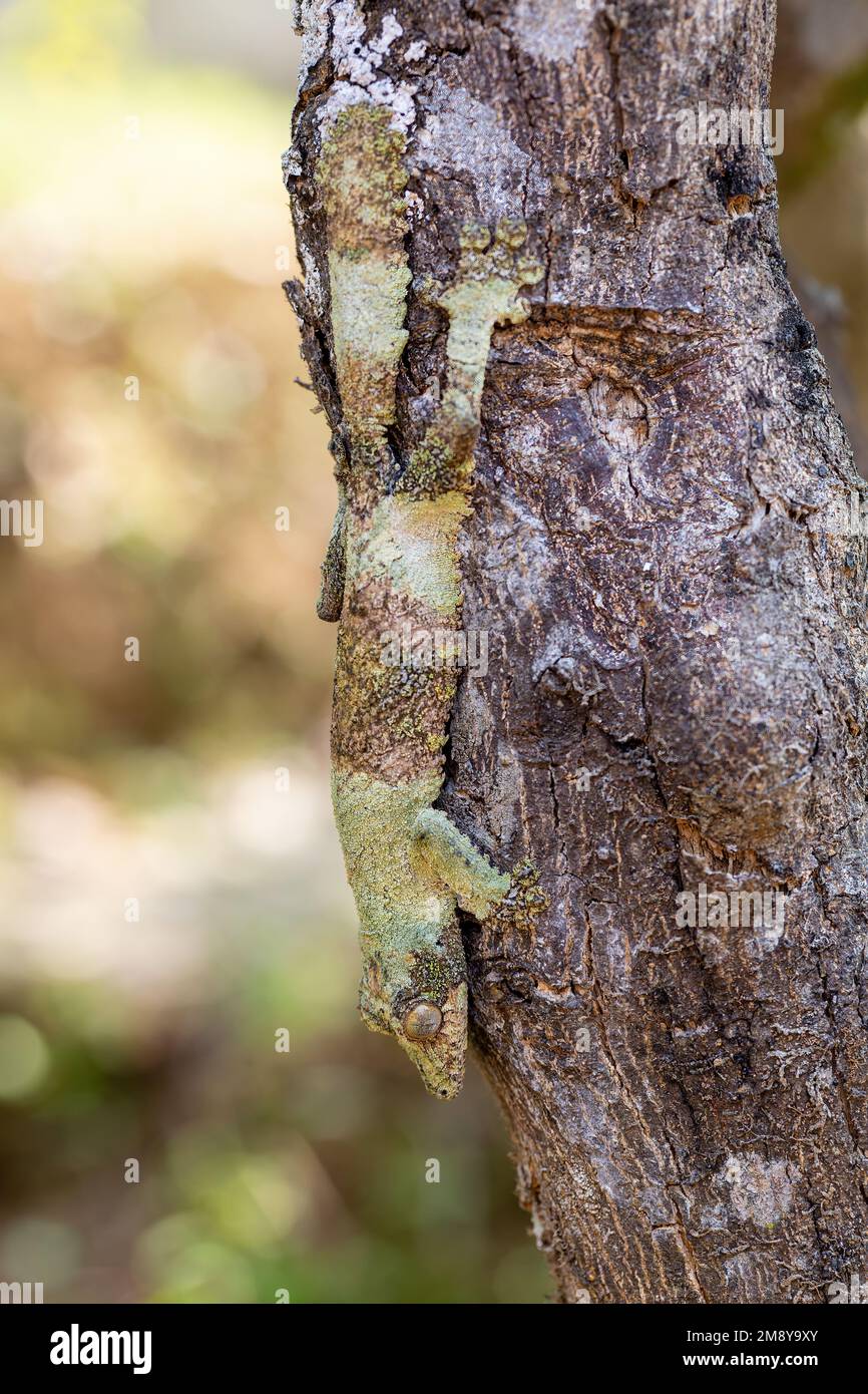 Uroplatus sikorae, gecko à queue plate et mossy ou gecko à queue plate du sud, est une espèce de lézard endémique protégée par la CITES de la famille des Gekkonidae. RAN Banque D'Images