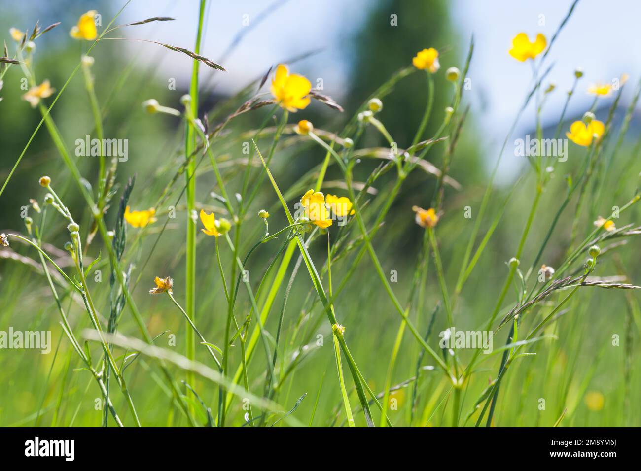 Fleurs jaunes sauvages sur un pré d'été, macro photo. Coupe de beurre rampante, Ranunculus repens Banque D'Images