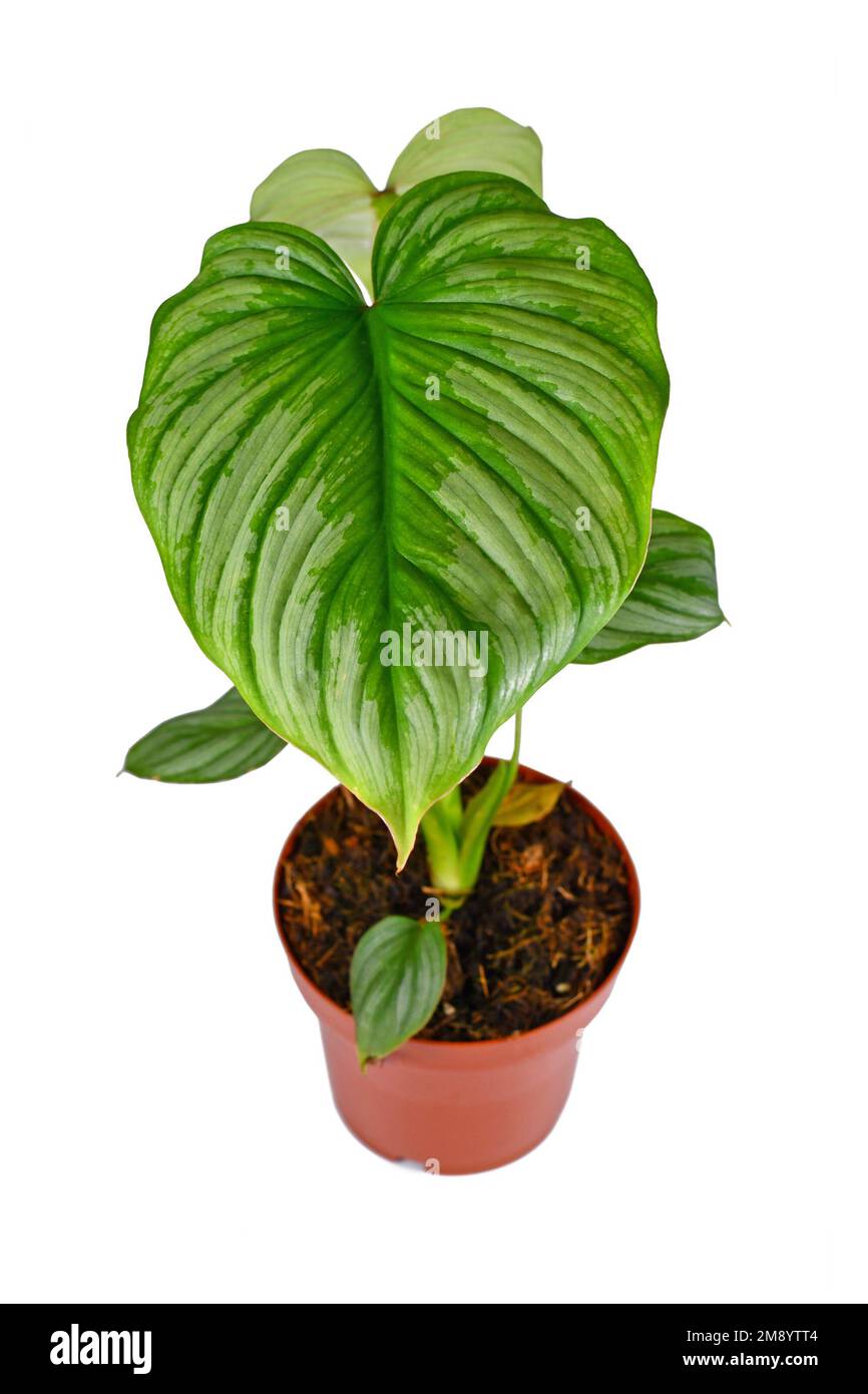 Maison exotique 'Philodendron Mamei' avec motif argenté sur les feuilles sur fond blanc Banque D'Images