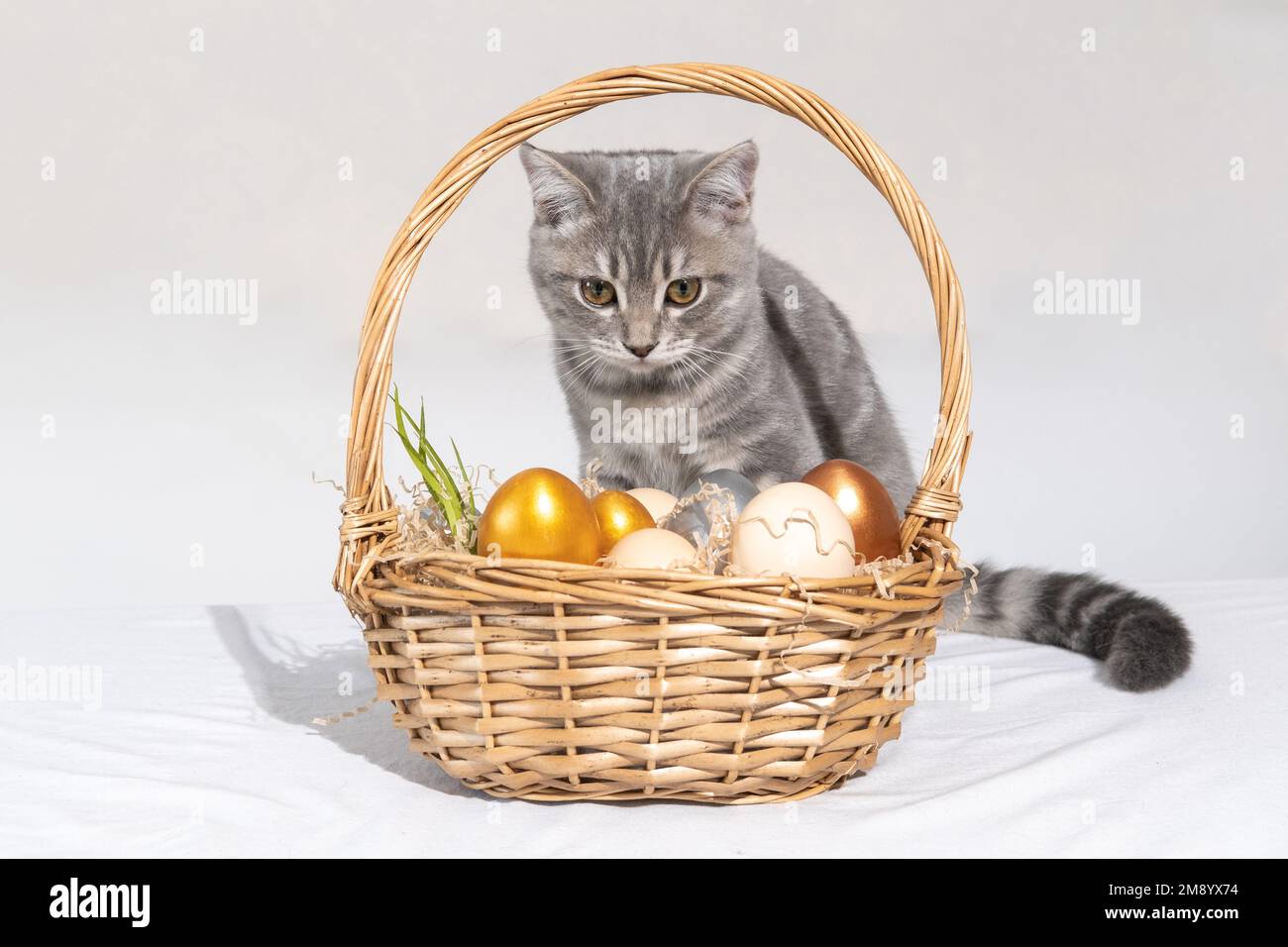 Un charmant petit chaton est assis à côté d'un panier avec des œufs de Pâques colorés sur un fond blanc. Oeufs peints de Pâques. Chasse aux œufs. Joyeuses Pâques Banque D'Images