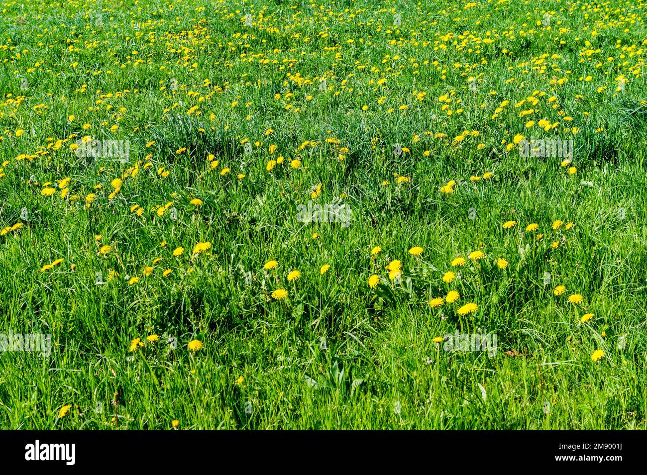 Prairie de pissenlits verts au printemps Banque D'Images