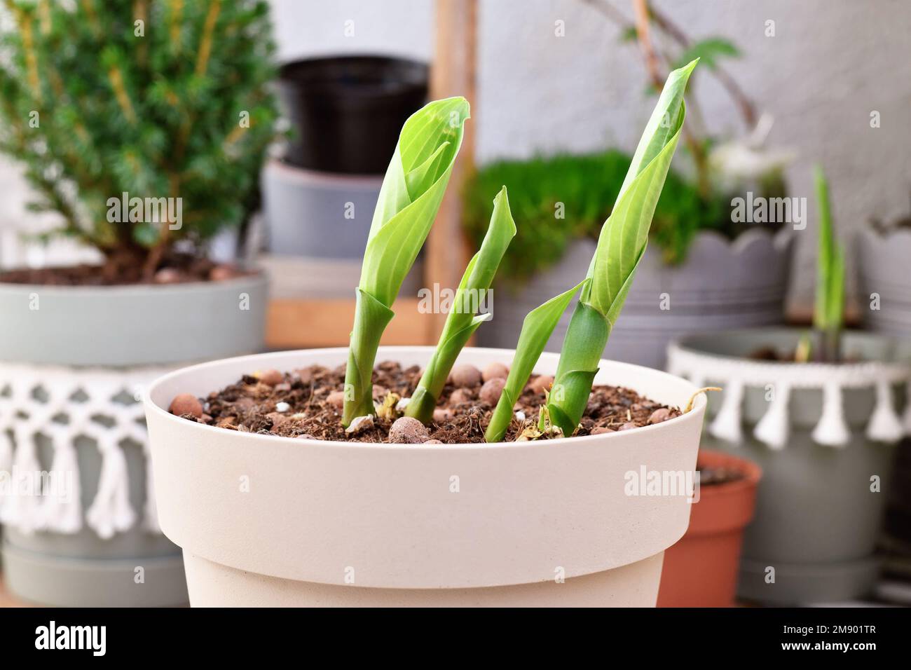 De nouvelles pousses de plante hosta poussant hors de pot au début du printemps Banque D'Images