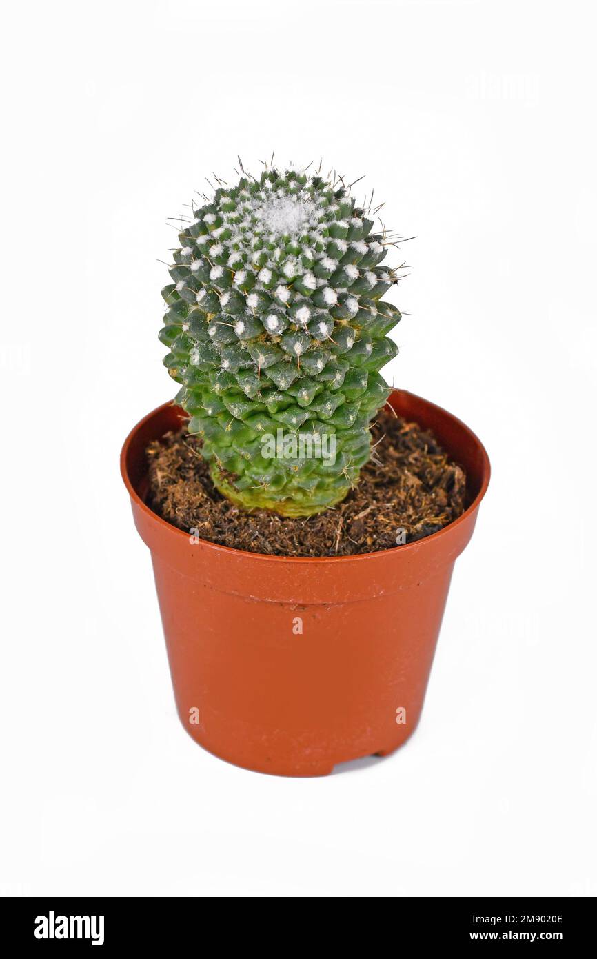 Petit cactus à boule de citron en pot 'Mammillaria pringlei' sur fond blanc Banque D'Images