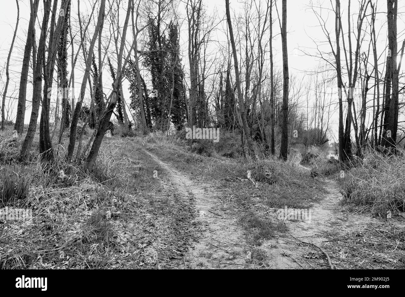 Forêt en automne image prise dans la campagne de Padoue, vénétie , italie Banque D'Images