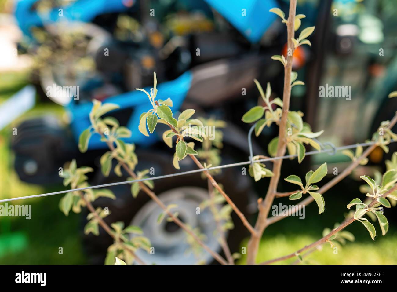 Tracteur agricole dans le verger de pomme le jour ensoleillé d'été, accent sélectif sur la branche d'arbre avec des feuilles Banque D'Images