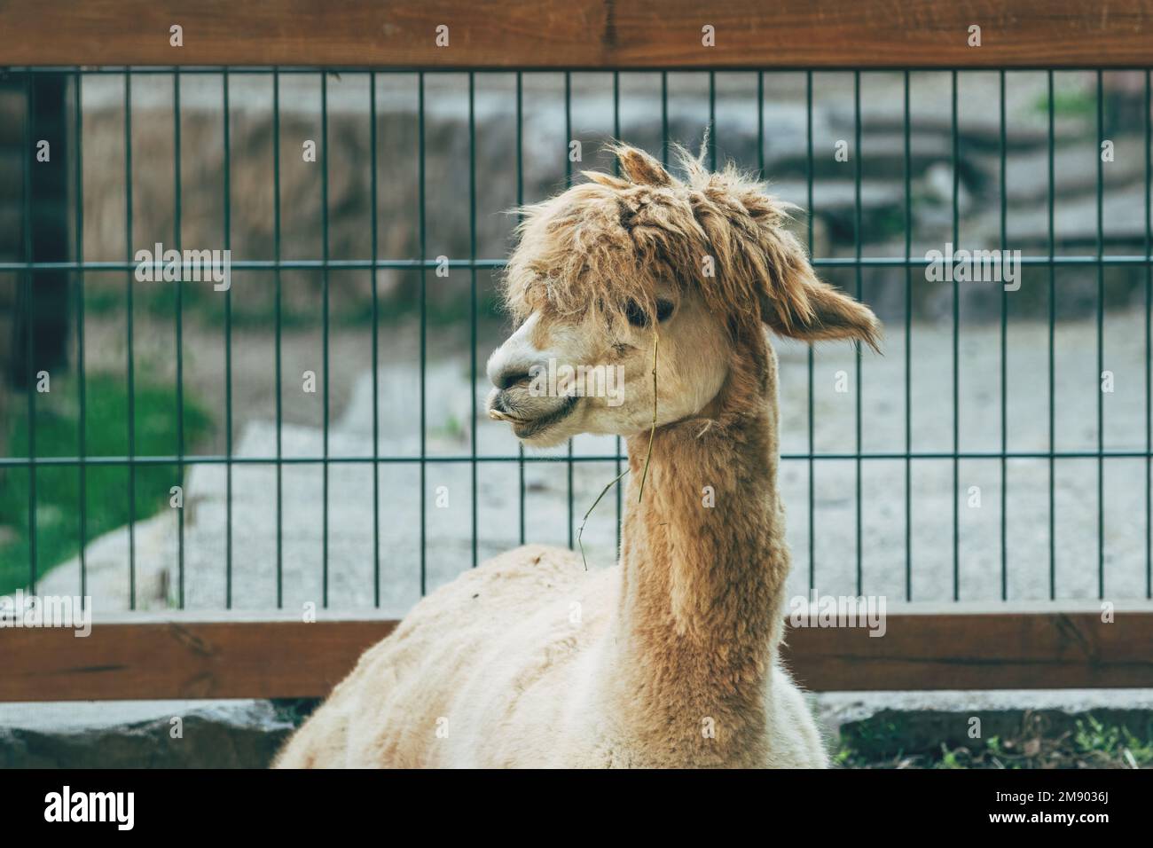 Llama (Lama glama) dans le zoo, foyer sélectif Banque D'Images