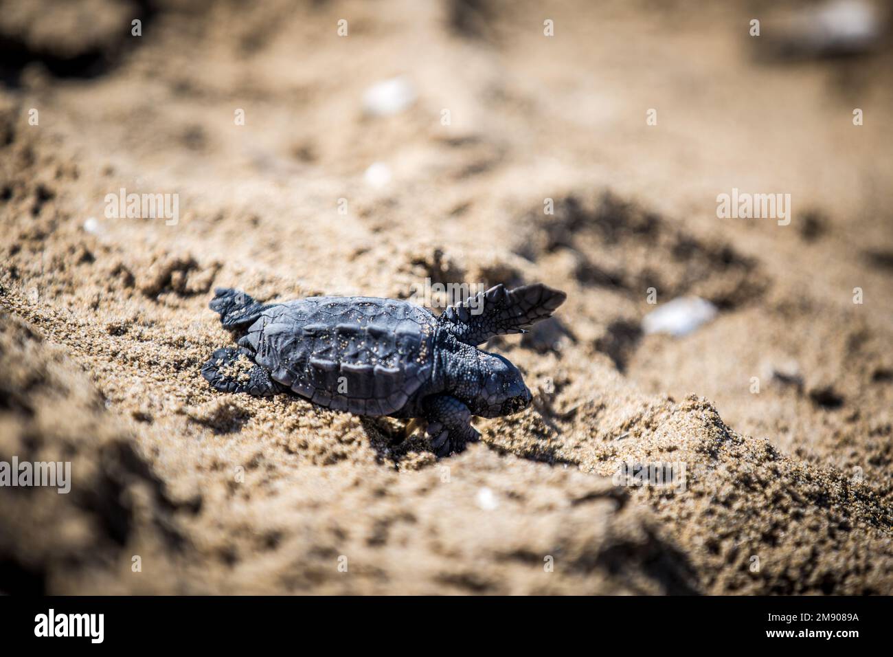 Caretta petite tortue Caretta à Gerakas Beach, île de Zakynthos Banque D'Images