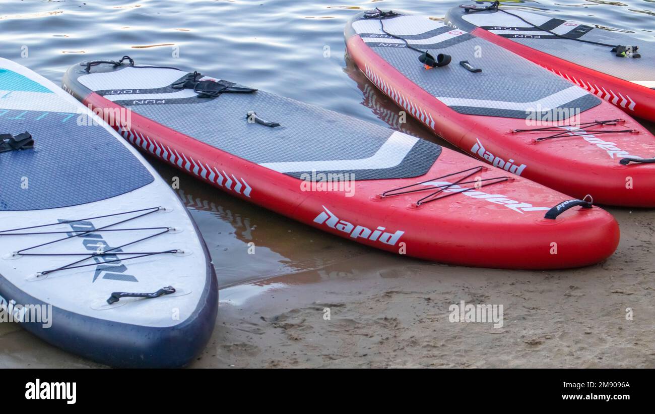 Les panneaux SUP vides oscillent sur les vagues d'une rivière ou d'un lac calme. Sports nautiques. Beaucoup de planches à la boutique de location, le soleil reflétant les ondulations de la Banque D'Images