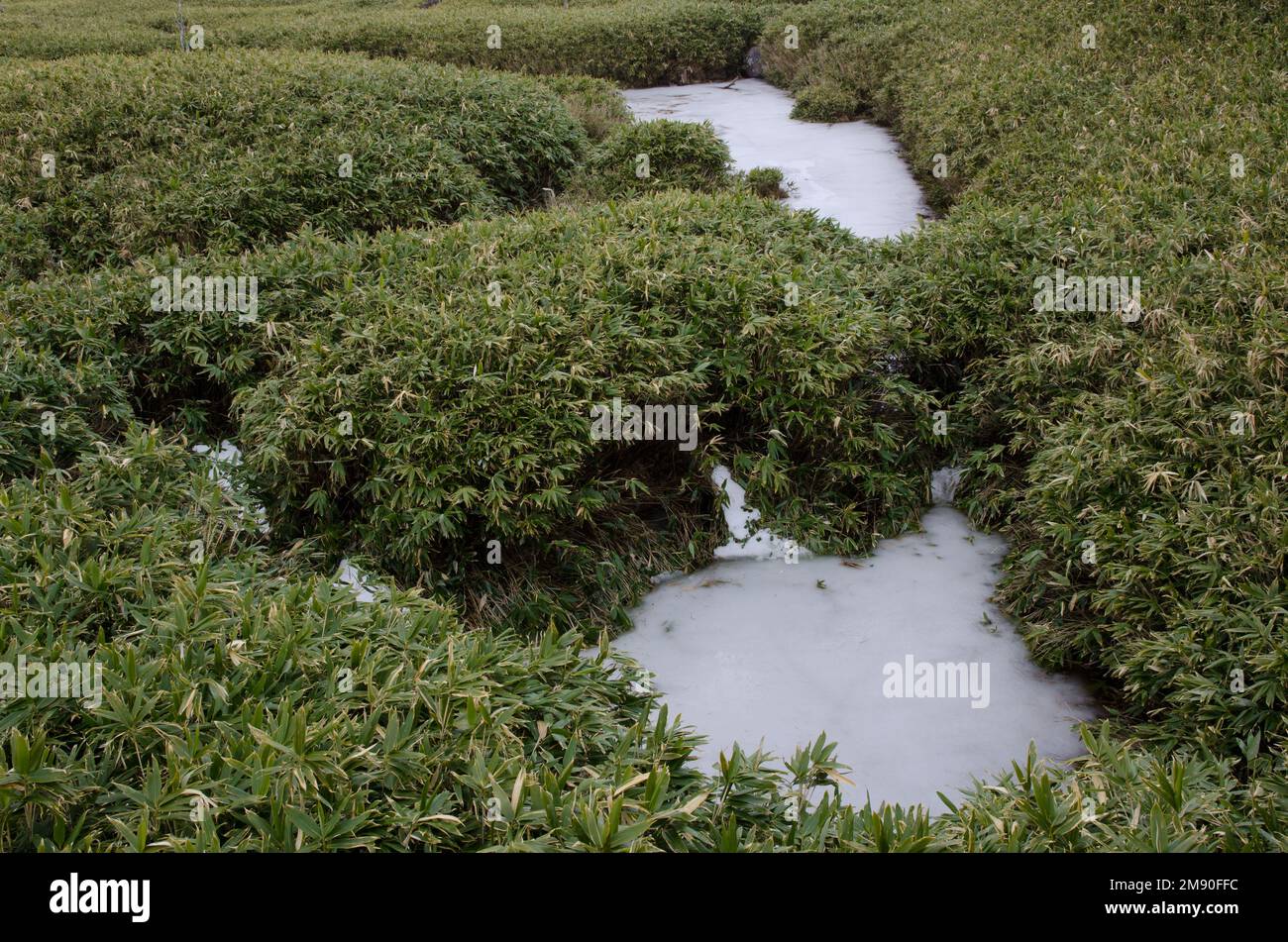 Étangs gelés dans le lac Shiretoko Goko. Parc national de Shiretoko. Péninsule de Shiretoko. Hokkaido. Japon. Banque D'Images
