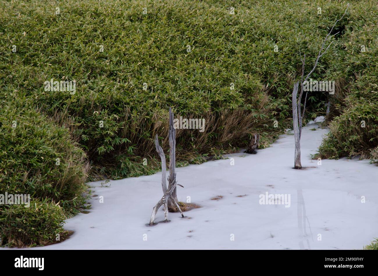 Étang gelé dans le lac Shiretoko Goko. Parc national de Shiretoko. Péninsule de Shiretoko. Hokkaido. Japon. Banque D'Images