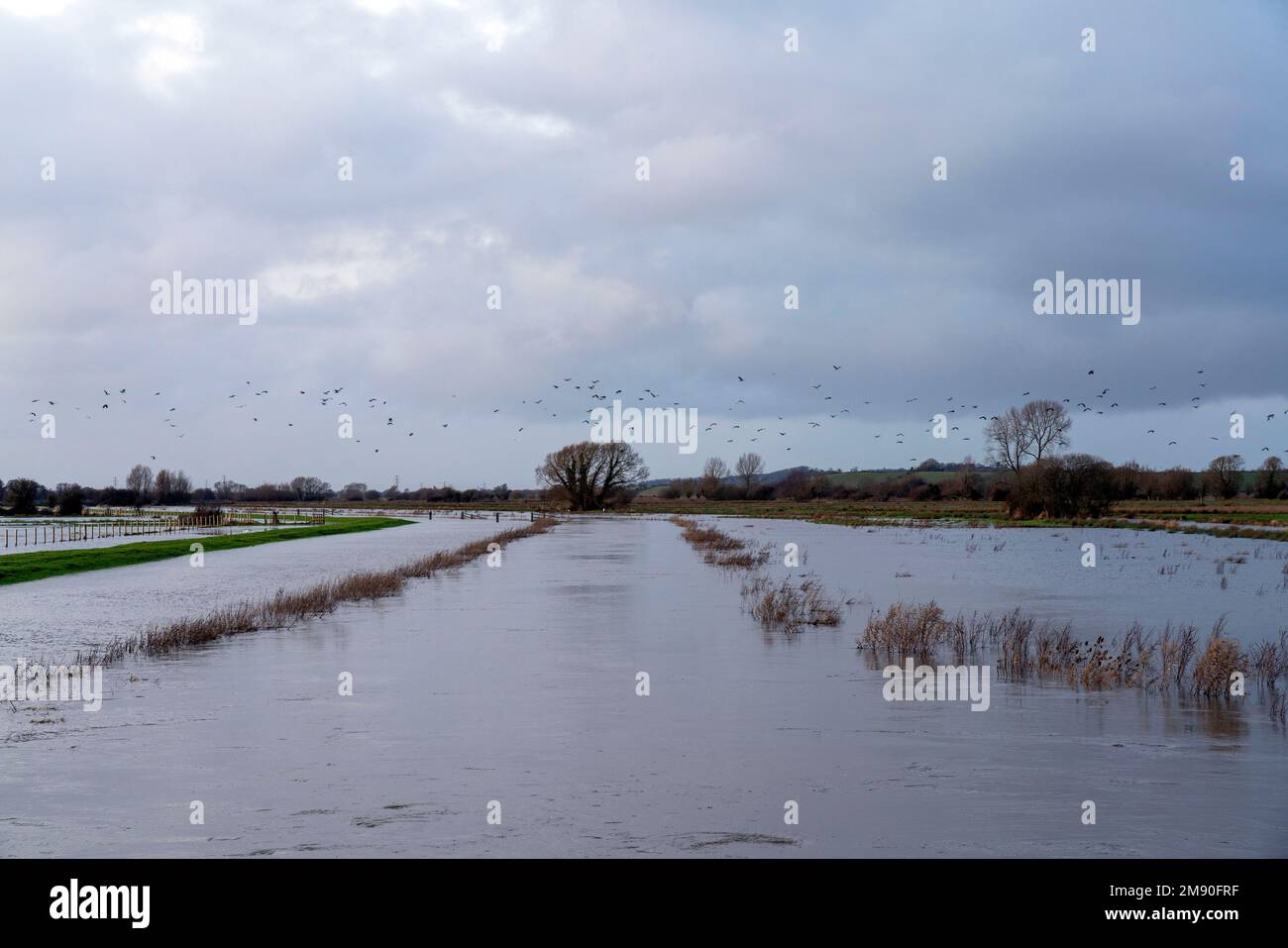 Somerset, Royaume-Uni. 15th janvier 2023. De grandes parties des niveaux du Somerset sont inondées, certaines parties des A361 étant fermées et impraticables en raison de la hausse des niveaux d'eau de crue. Crédit : Natasha Quarmby/Alay Live News Banque D'Images
