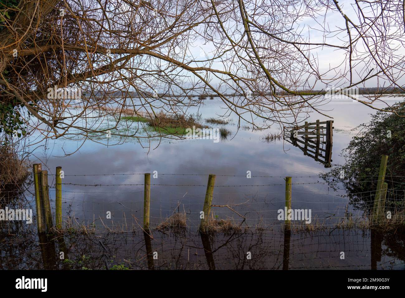 Somerset, Royaume-Uni. 15th janvier 2023. De grandes parties des niveaux du Somerset sont inondées, certaines parties des A361 étant fermées et impraticables en raison de la hausse des niveaux d'eau de crue. Crédit : Natasha Quarmby/Alay Live News Banque D'Images