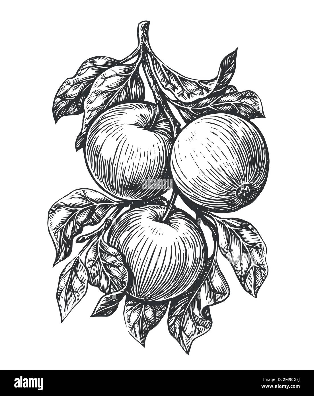 Pommes sur branche en style esquisse. Fruits frais mûrs, aliments biologiques de la ferme. Esquisser une illustration vectorielle vintage Illustration de Vecteur