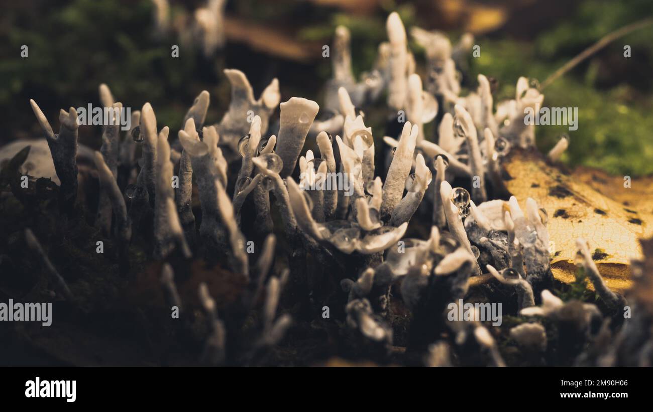 Un gros plan de Xylaria hypoxylon, connu sous le nom de champignon du chandelier, champignon du chandelier, bois de carbone. Banque D'Images