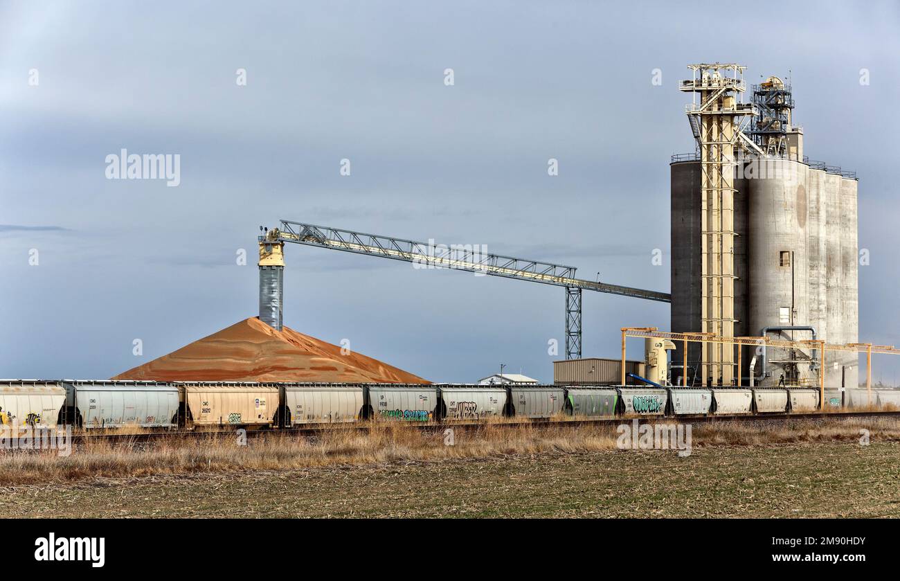 Récolte de céréales Milo 'sorgho vulgare' stockée dans les élévateurs, le convoyeur à courroie, les wagons-trémies en attente de transport, Kansas. Banque D'Images