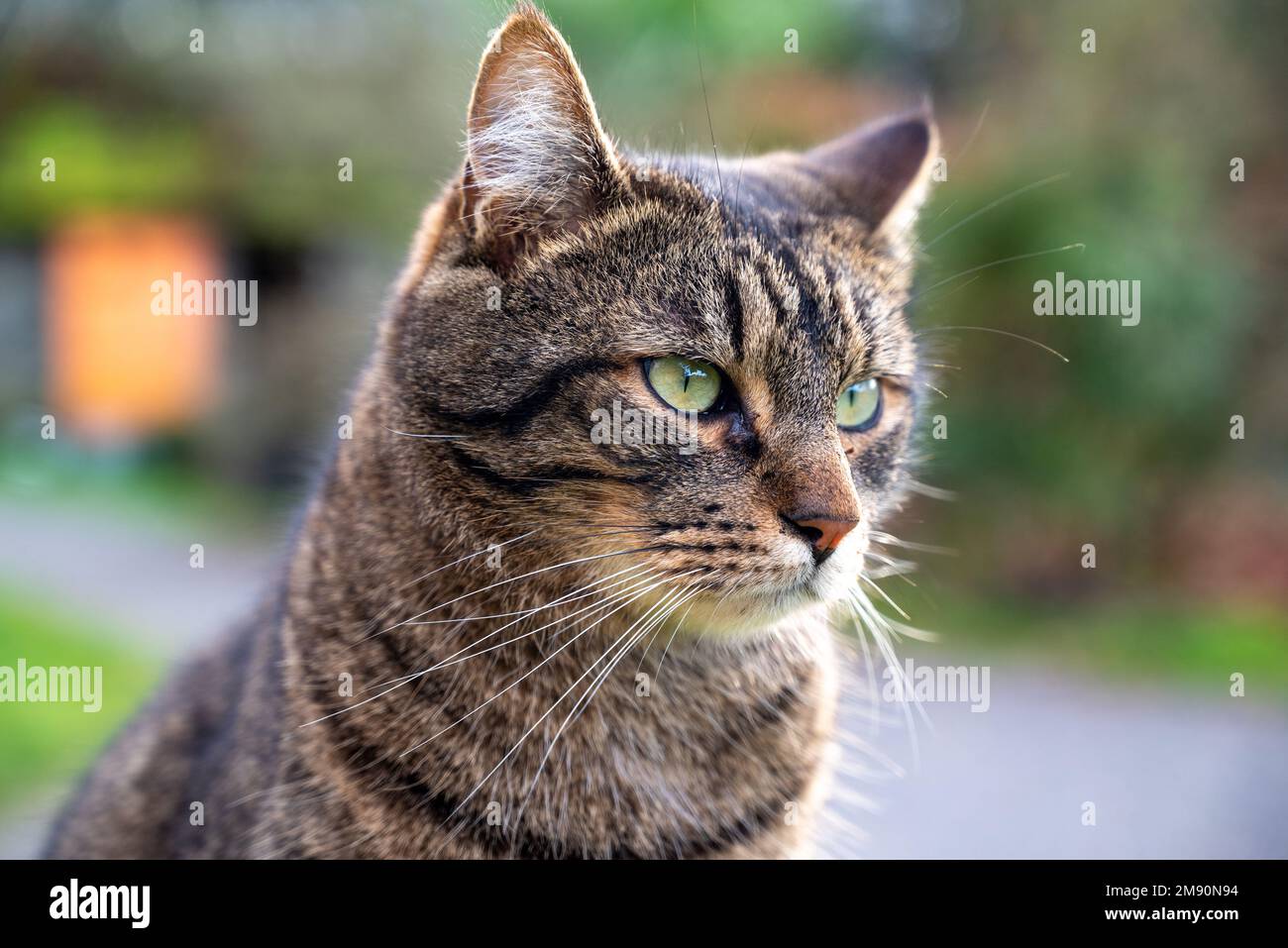 Gros plan de la tête du chat. Un visage de chat époustouflant. Chat noir et marron. Chat mignon Banque D'Images