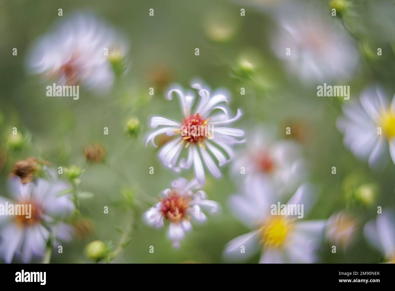 Fermé de Chamomile pris avec une profondeur de champ très faible. Banque D'Images