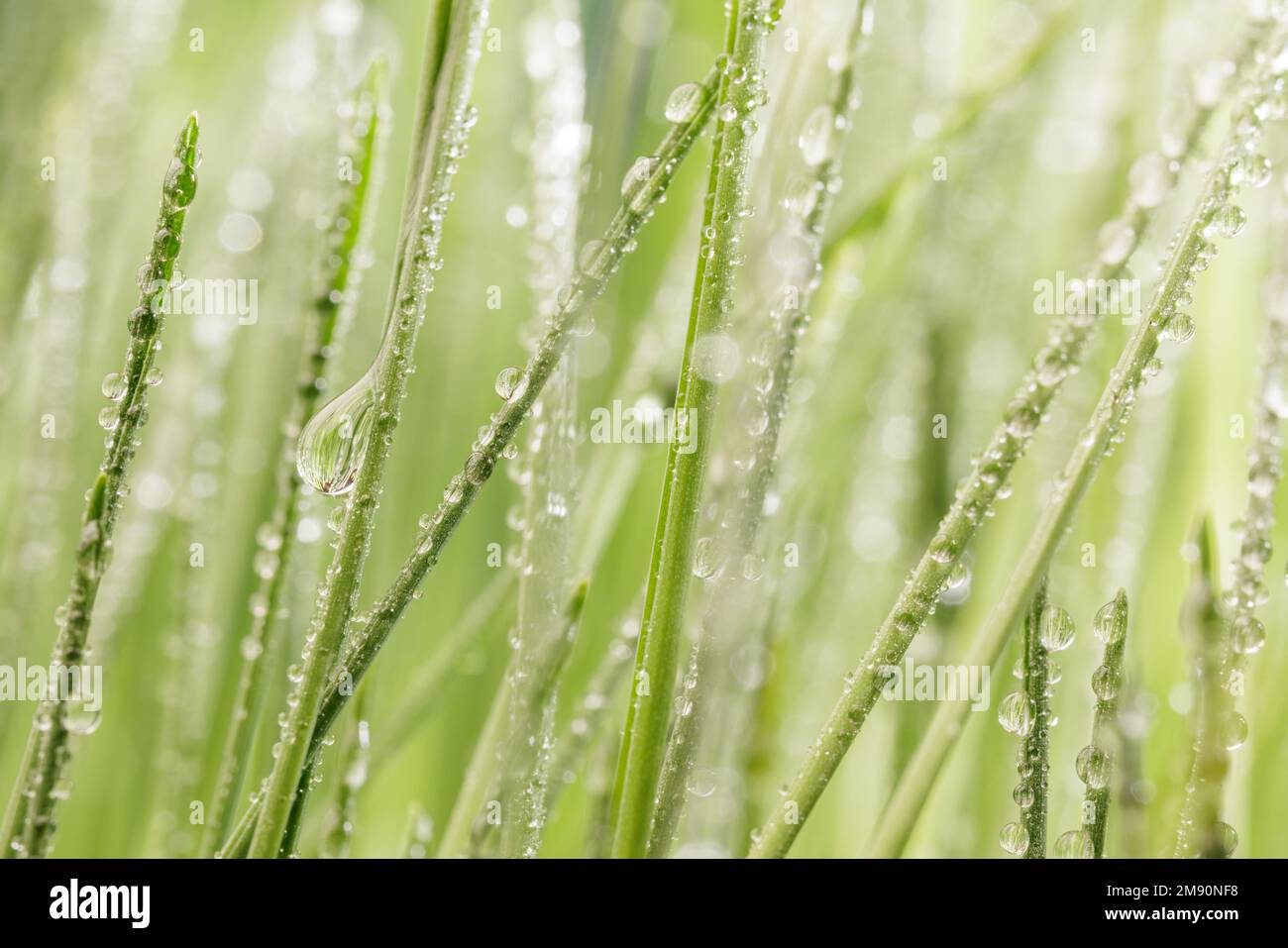 Vert herbe gros plan super macro prise de vue arrière-plan abstrait. Banque D'Images