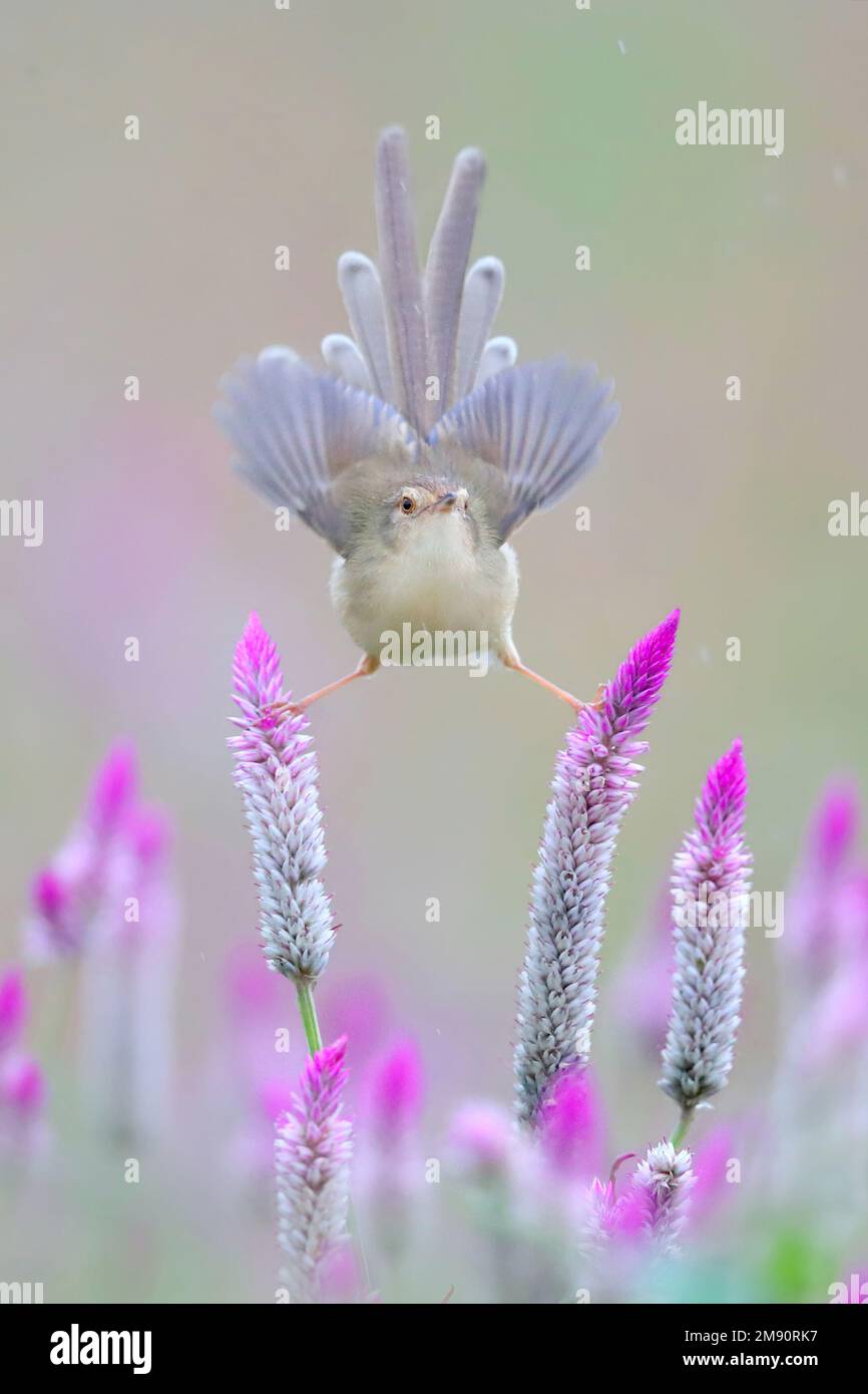 Oiseau acrobatique. Taïwan: CES IMAGES MIGNONS montrent un petit wren jouant entre les fleurs, exécutant les fps pour attirer l'attention. Une image montre le Banque D'Images