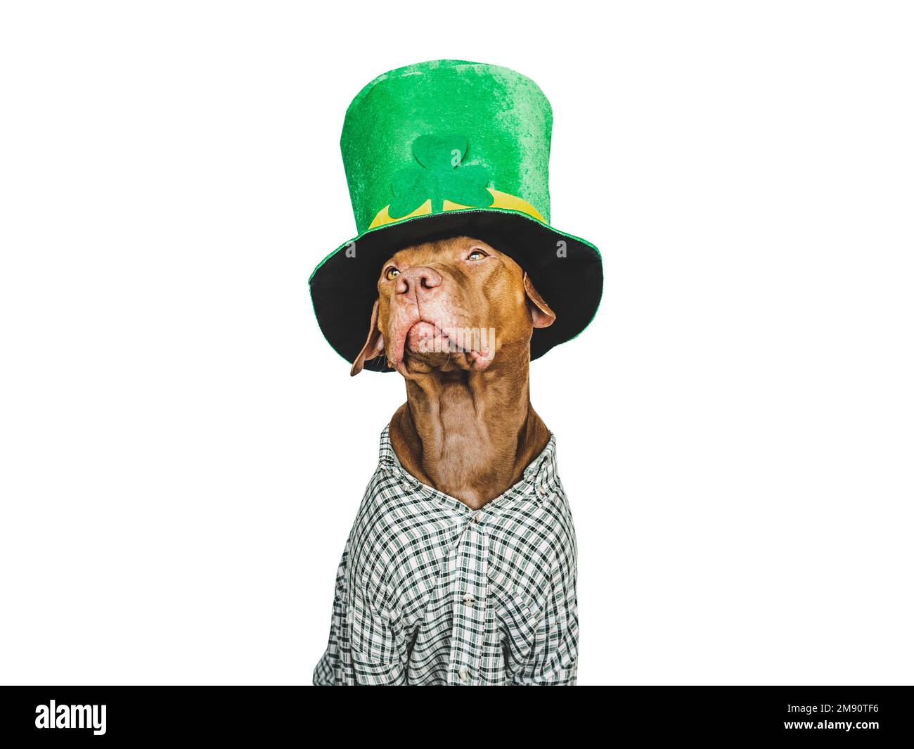 Un chiot et un chapeau de lepretchun vert vif Banque D'Images