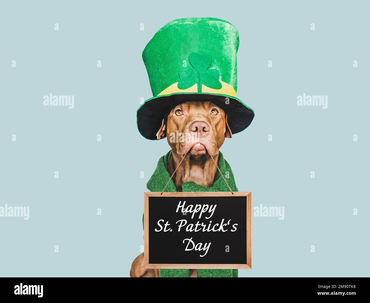 Un chiot et un chapeau de lepretchun vert vif Banque D'Images
