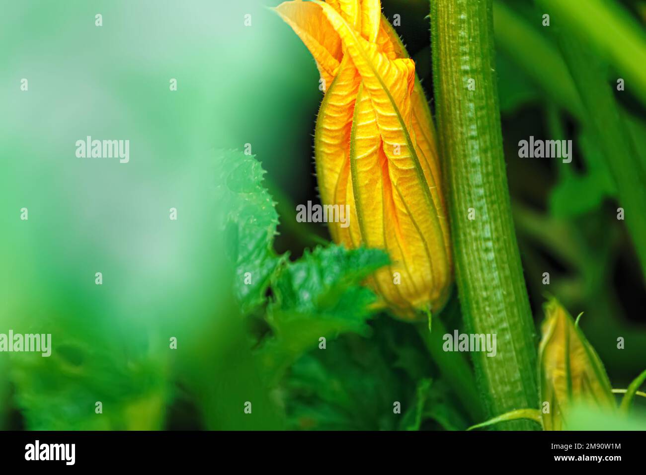 Bouton de fleur de citrouille dans le jardin. Les feuilles vertes d'une fleur macro gros plan. Banque D'Images