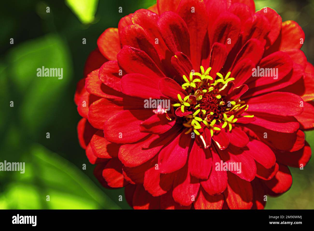 Fleur de zinnia rouge dans le jardin. Macro gros plan sur l'arrière-plan avec flou Banque D'Images