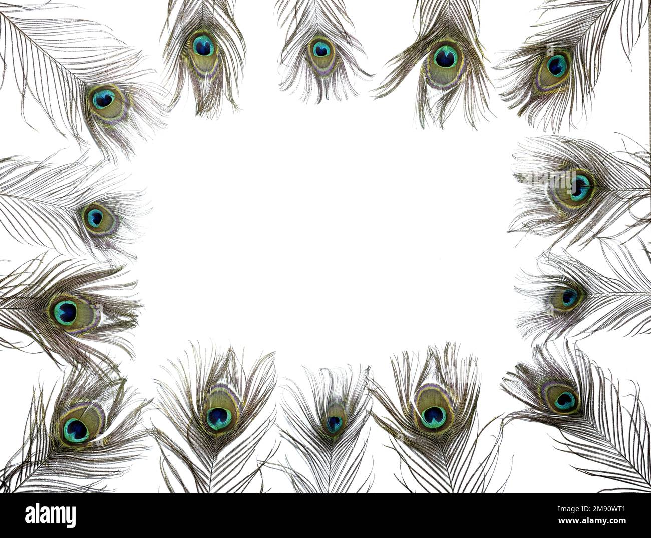 papier peint de quelques plumes de paon colorées isolées sur fond blanc avec espace de copie Banque D'Images