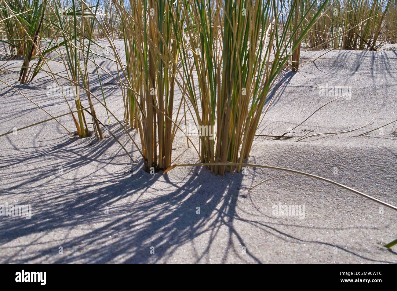 Dune sur la plage de la mer Baltique avec de l'herbe de dune. Plage de sable blanc sur la côte. Ciel bleu. Paysage de la nature Banque D'Images