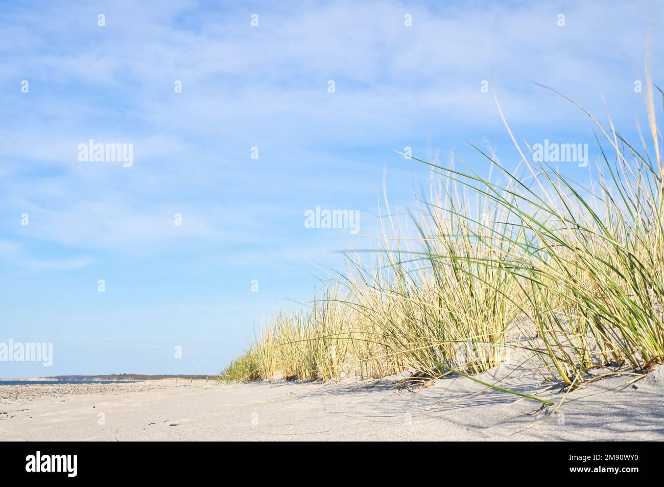 Dune sur la plage de la mer Baltique avec de l'herbe de dune. Plage de sable blanc sur la côte. Ciel bleu. Paysage de la nature Banque D'Images
