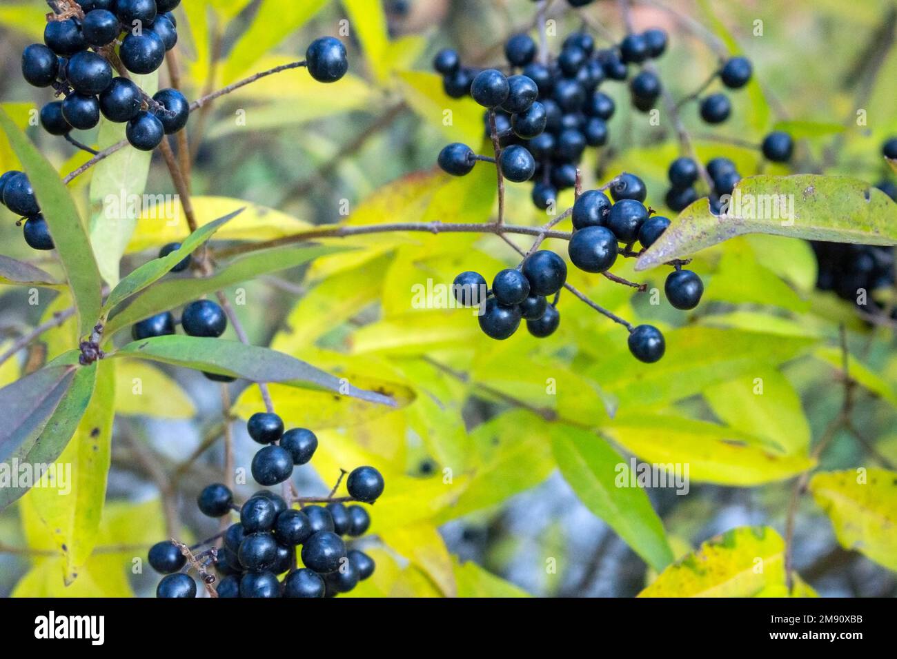 Baies mûres juteuses noires et bleues de sambucus poussant sur un buisson vert en automne Banque D'Images