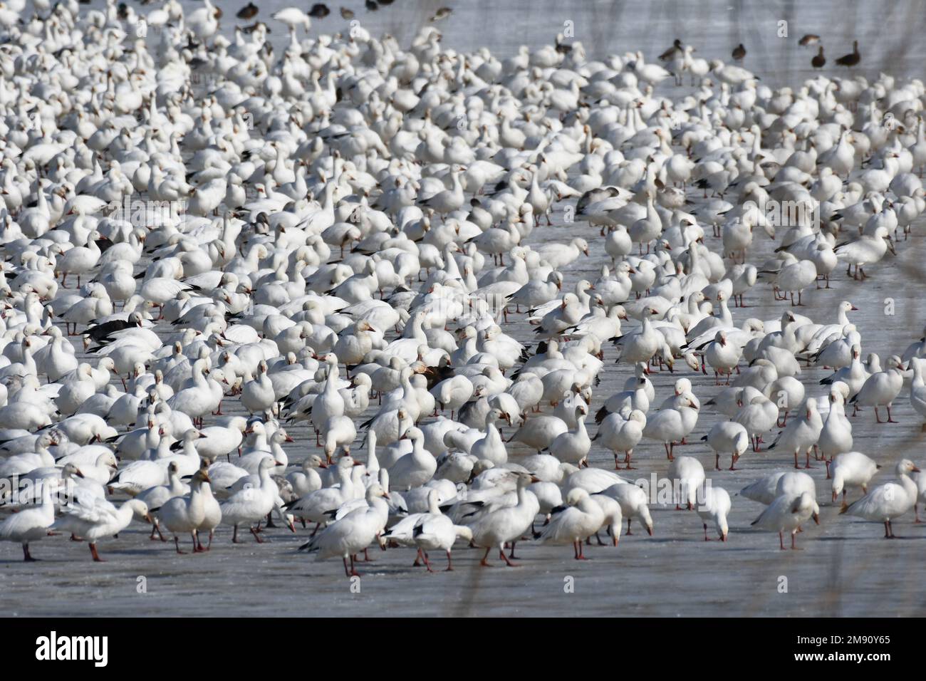 Grand troupeau d'oiseaux nourrissant des oies de cygne Banque D'Images