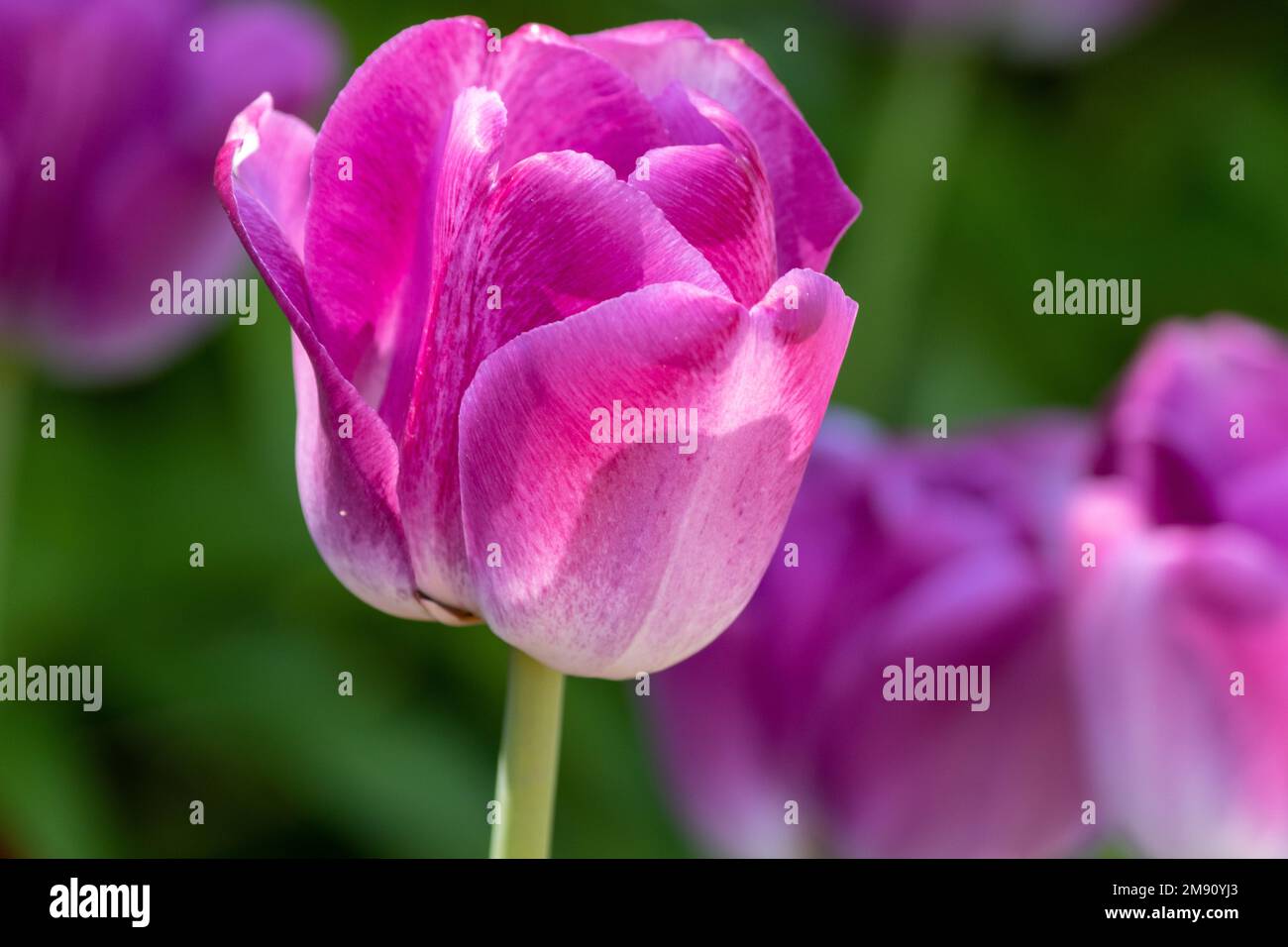 Une tulipe rose ferme au printemps lors d'un festival de tulipe Banque D'Images