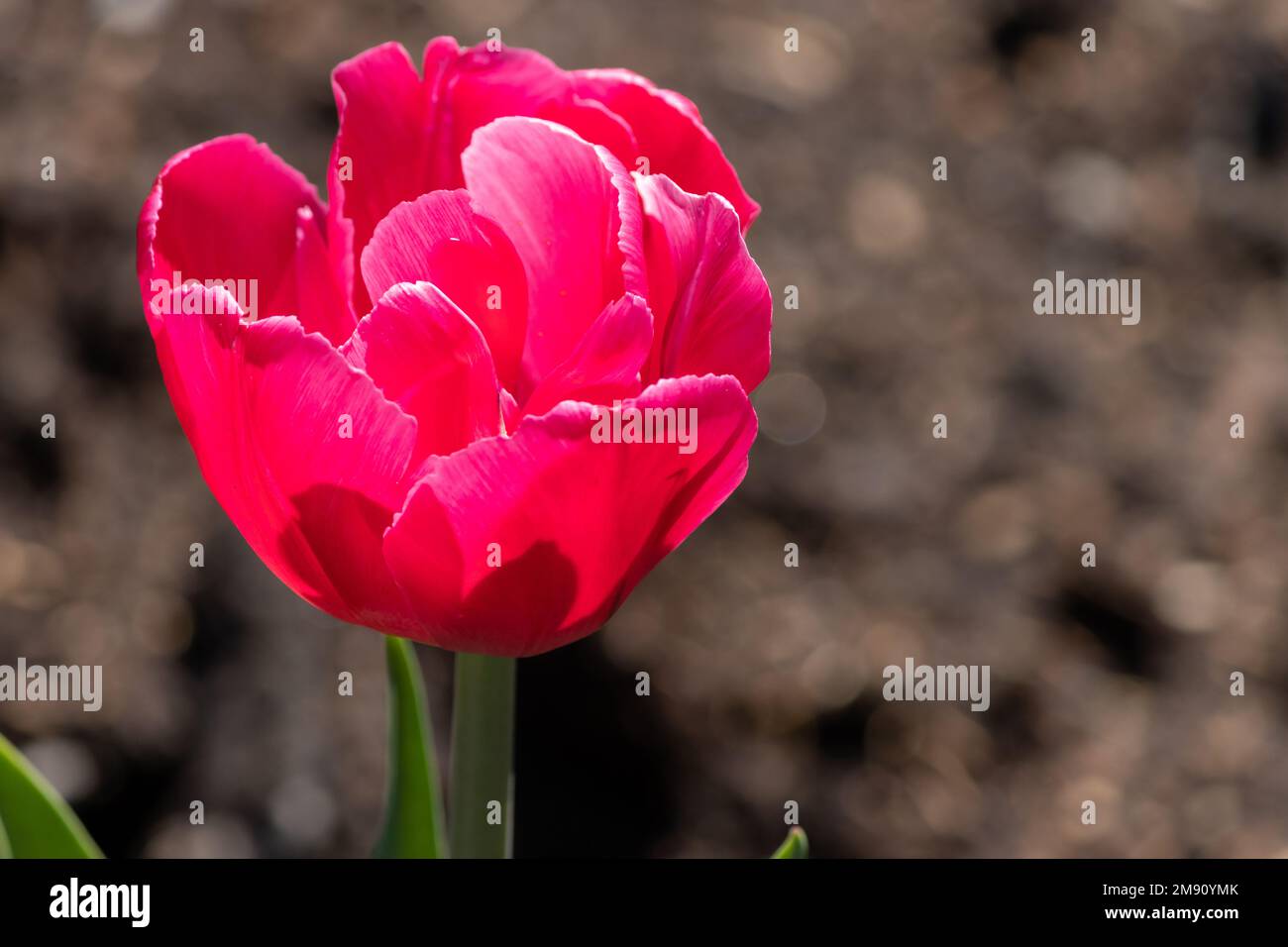 Une tulipe rose framboise en portrait, lors d'un festival de tulipe au printemps Banque D'Images