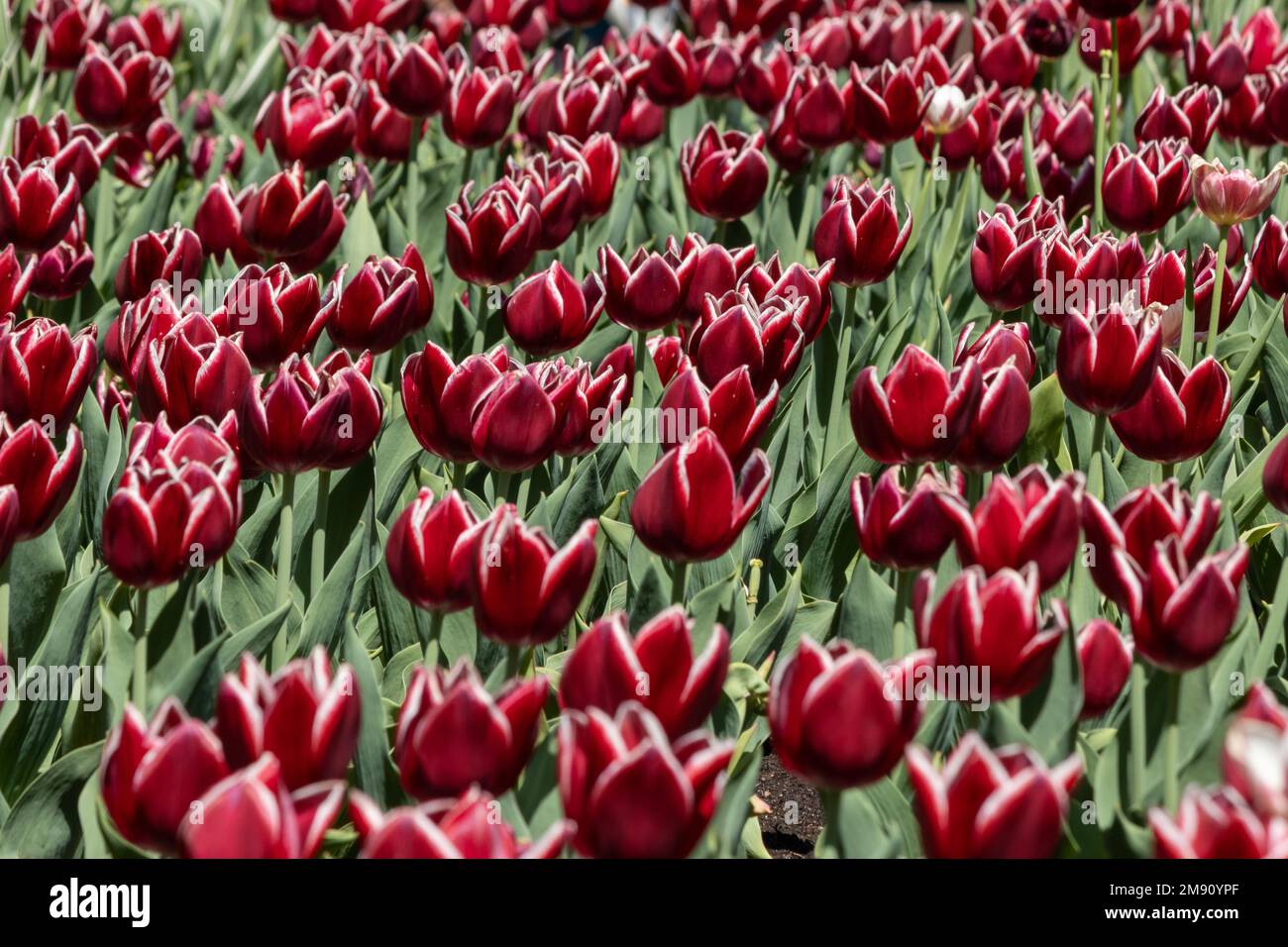 Rouge avec des tulipes à bout blanc, tulipes du Canada, au printemps Banque D'Images
